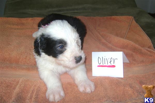 Old English Sheepdog puppy for sale